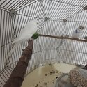 Budgies for sale-2