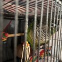 Green cheek conure-3