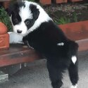 Pedigree Border Collie puppies-2