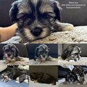 Maltese Shih Tzu Puppies ready in 4 weeks-3