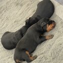 Pure bred rottweiler puppies-4