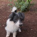 Border Collie X Lhasa Apso. -0