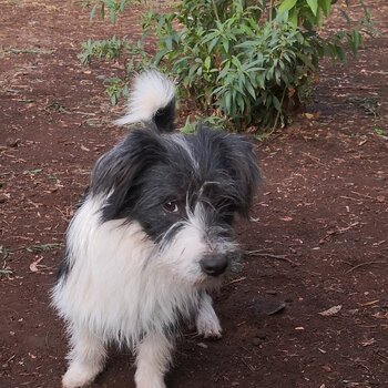 Border Collie X Lhasa Apso. 