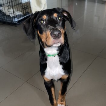 Kelpie X English setter