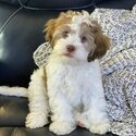 Shihpoo  male and female Dogs and Puppies   for Adoption -1