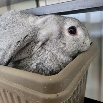 Mini Lop Rabbits