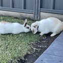 Free too home 2x male rabbits -1