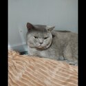 Lilac british shorthair for sale!-1