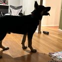 Handsome Large Black and Silver GSD puppy - trained and housebroken-4