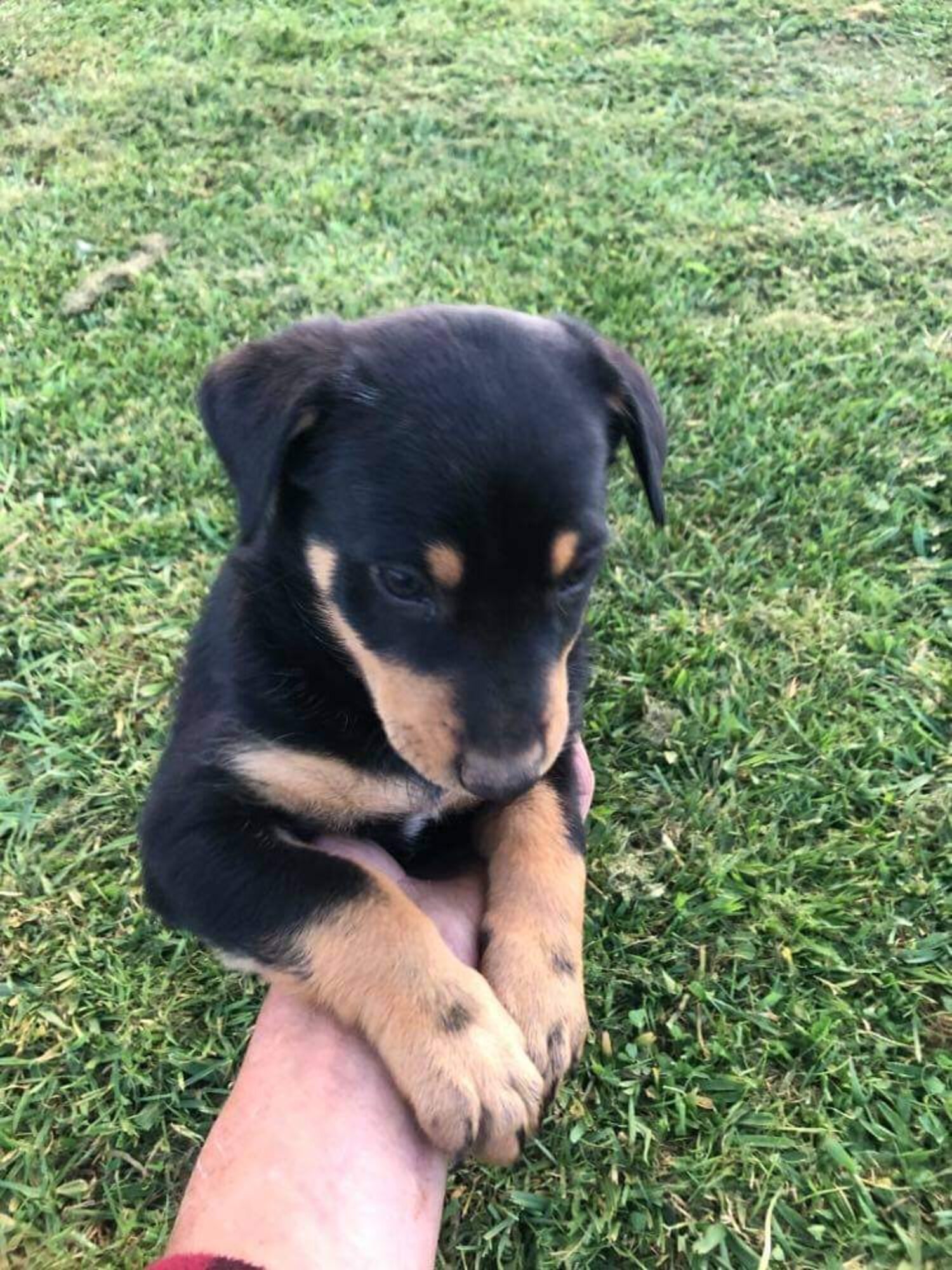 Gorgeous Purebred Kelpie pupppies