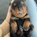 Pure bred rottweiler puppies-5