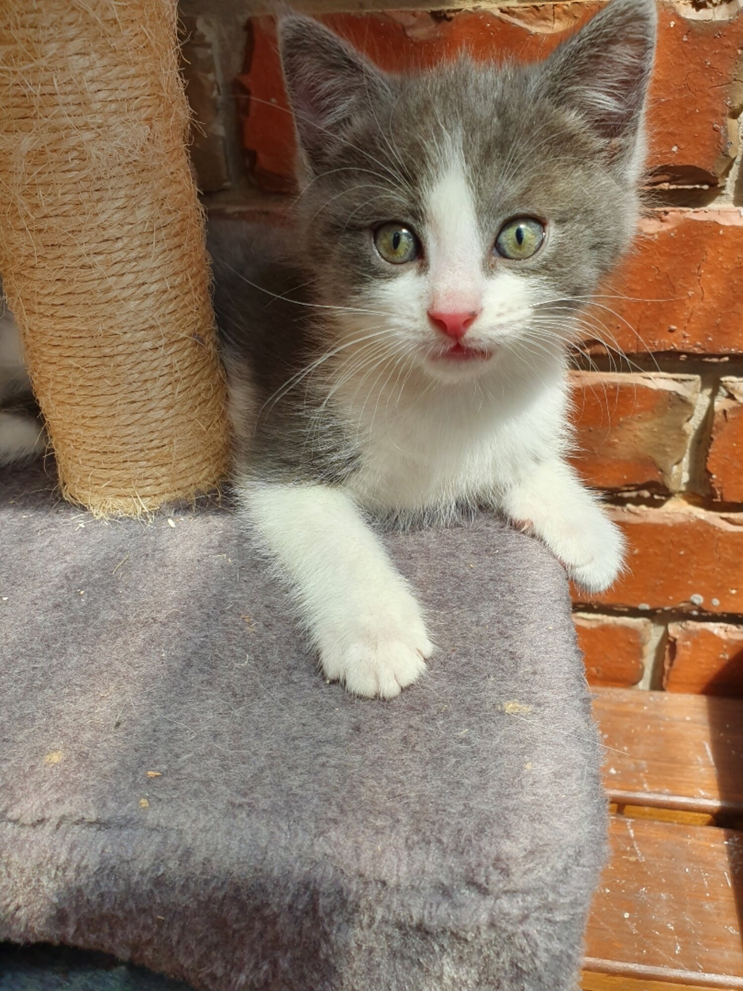 Ragdoll Cross Kittens