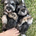 Schnauzer Puppies looking for forever home (Mini)-4