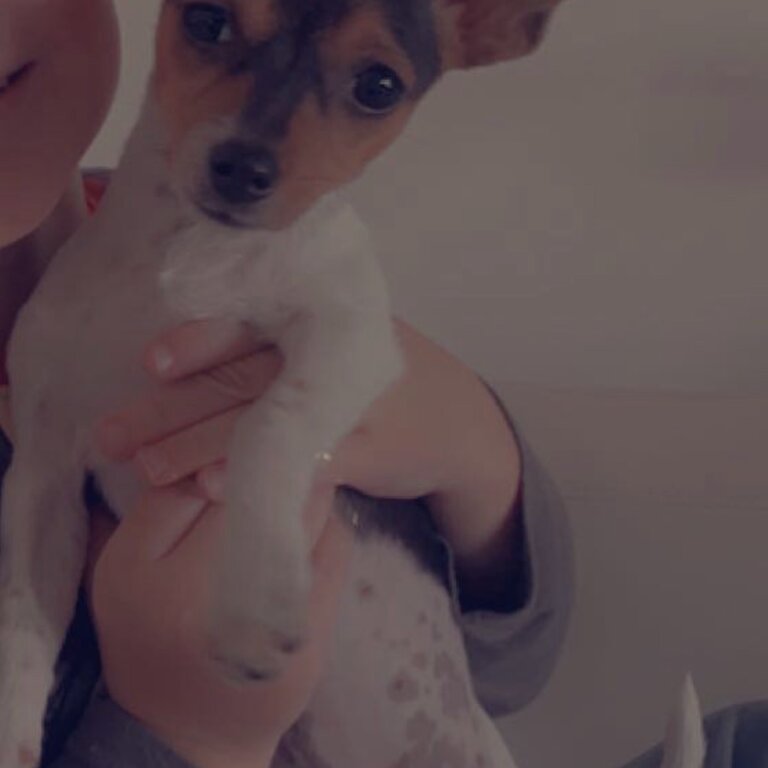 Mini foxy/chihuahua