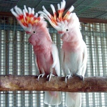 Citron Crested Cockatoos Parrots