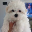 Papered Purebred Maltese Pups for sale-0