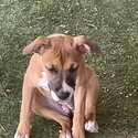 American Staffy x Ridge Back -2