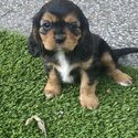 Cavalier King Charles Spaniel puppy 7 months old (male)-2