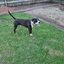 Charlie is a friendly male pure-bred staffashire bull terrier. -2