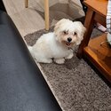 Maltese Puppy-1