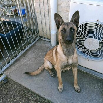 11 month old Belgian Malinois  - Han