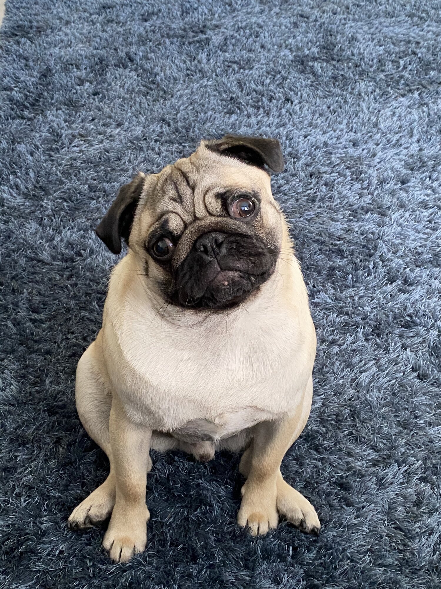 12 month old beautiful Male pug