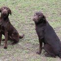 July 2023  Labrador retriever puppies for sale-1