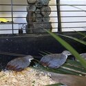 2 x Male King Quails -1