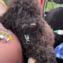 Toy Poodle Puppies-3