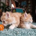 Maine coon kittens for adoption-0