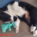 BORDER COLLIE PUPPIES - Ready: 06/10/2023-5