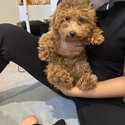 Playful toy poodle for sale -4