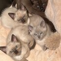 Burma-doll Kittens (Burmese x Ragdoll-2