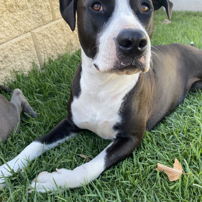 Female American Staffy