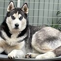 Siberian Husky - Blue Eyes - Pure Bread-1