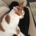 Gorgeous, friendly ginger and white tabby-3