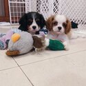 Cavalier king Charles Adult and Puppies  to a pet home -2