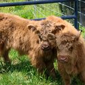 We have 2 highland calves looking -2