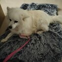 Japanese Spitz-1