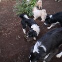 Border Collie X Lhasa Apso. -4