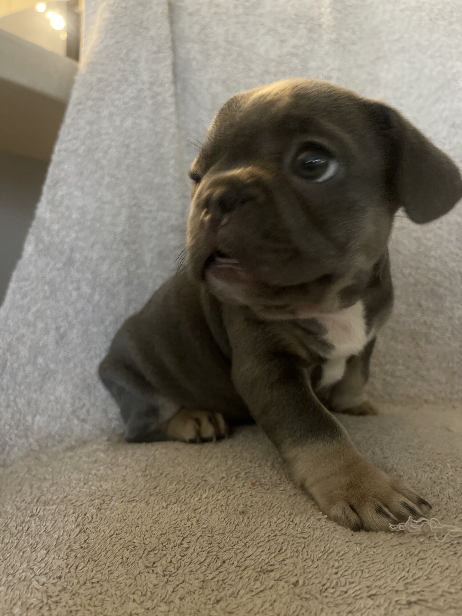 PUREBRED BLU/TAN PEDIGREE FRENCH BULLDOG