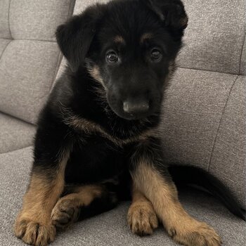 German shepherd puppy 