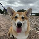 Beautiful &quot;Willow&quot; Boy - Corgi Pembroke-2