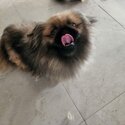 A Pair of Pekingese for sale -1