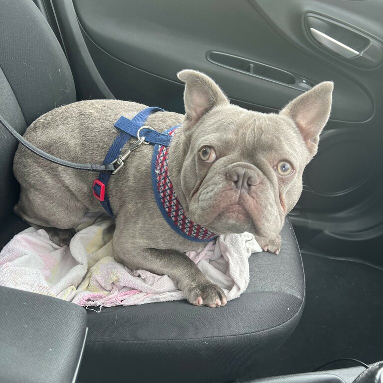 13 month old Male Lilac French Bulldog