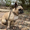 French bulldog Fawn-1