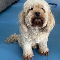 Loving Cavoodle rehome -3