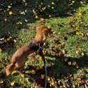 Ruby/brown cavoodle looking for a family-2