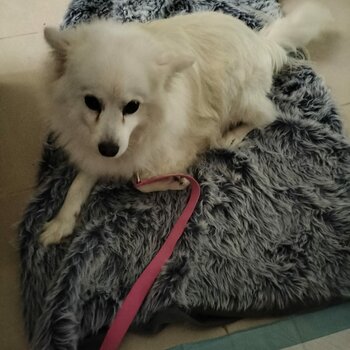 Japanese Spitz