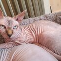 Pure bred sphynx kitten-2